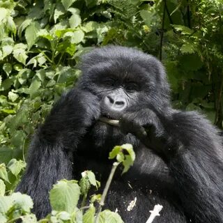 Young Gorilla Feeding - License, download or print for £ 15.
