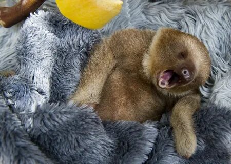 Baby 2-toed sloth Cute baby sloths, Baby zoo animals, Baby a