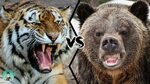 SIBERIAN TIGER VS GRIZZLY BEAR - Which is the strongest? - Y