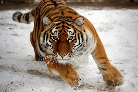 Как возрождается популяция амурского тигра - Российская газе