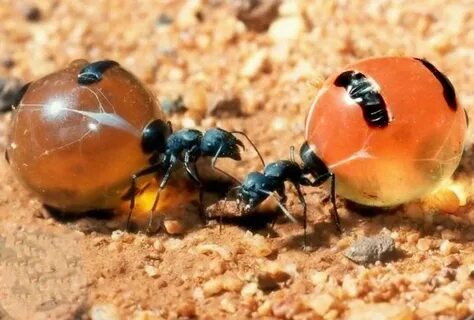 Las asombrosas hormigas que producen miel comestible como la