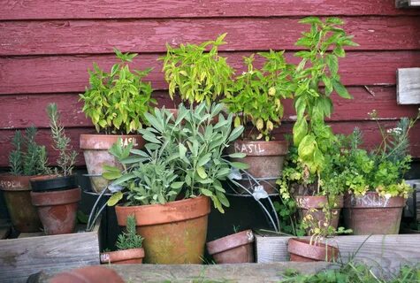 Herb Garden Pots free image download