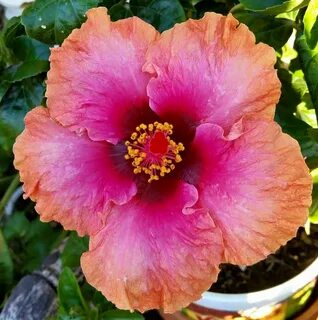 Hibiscus "Erin Rachel" Hibiscus flowers, Hibiscus, Pretty fl