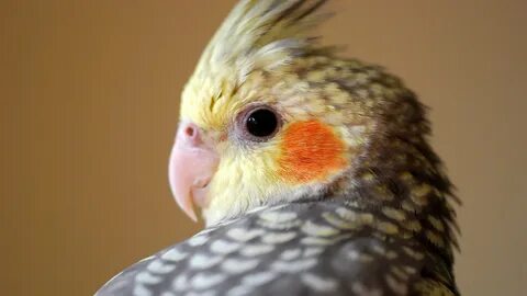 File:Pearl cockatiel.JPG - Wikimedia Commons