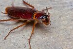 Помогает ли гель "Раптор" от тараканов, инструкция по примен