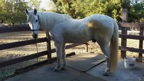 Southern California: 17-year-old Azteca Gelding Needs Home -