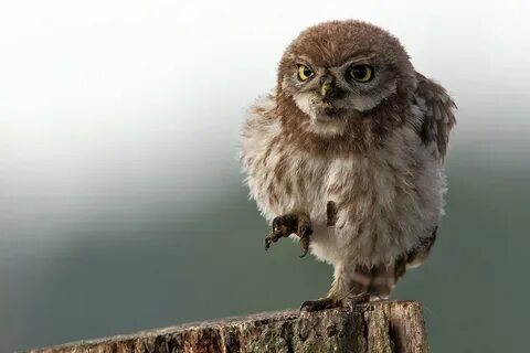 Owl HD Wallpaper Background Image 2000x1334