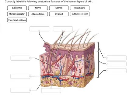 Solved Correctly label the following anatomical features of 