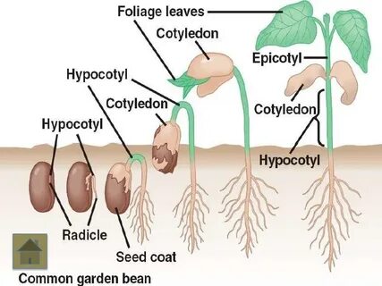 Radish Diagram With Labels MJ Group