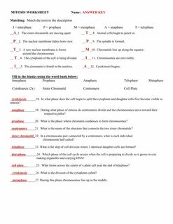 Cell Cycle Vocabulary Worksheet Answer Key Mitosis, Biology 