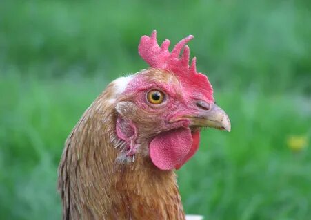 Pictures of Chicken Hawks on Animal Picture Society