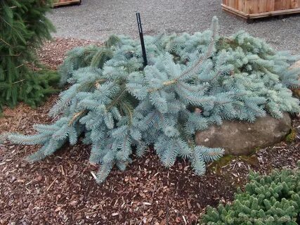 Picea pungens 'Procumbens' - Oriental Garden Supply LLC