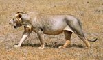 File:Maneless lion from Tsavo East National Park.png - Wikip