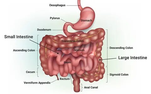 Inner workings of the gut microbiome: What can be measured? 