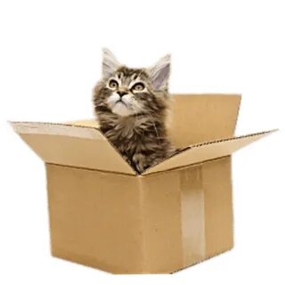 cat kitten catstickers box catinthebox sticker by @toolyka