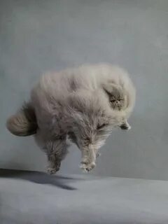 Fluffiest Cat EVER! #fluffy #cat #puffy #kitty #jumping #pho