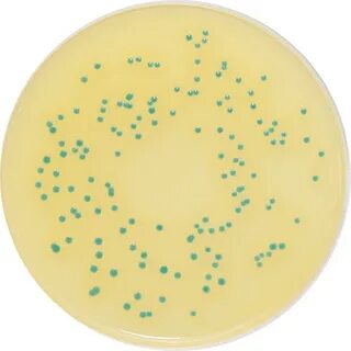 PP7021 - Colorex ™ Listeria (ISO) - E & O Laboratories Ltd