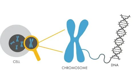 Dna clipart chromosome, Dna chromosome Transparent FREE for 