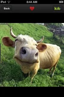 Pin by EMM on Family Milk Cows Smiling animals, Cows funny, 