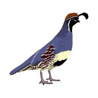 Quail of North America on Behance