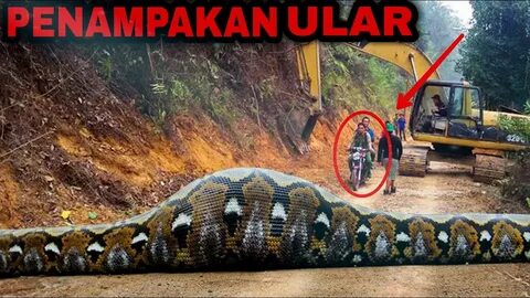 detik-detik orang ini berani melawati ular terbesar di dunia