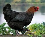 Maran Breed Chicken - 66 photo