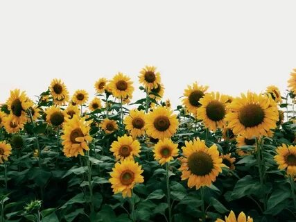 Sunflower Field Aesthetic Related Keywords & Suggestions - S