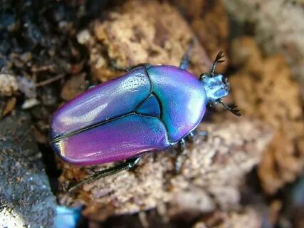 Flower Beetles - Smaragdesthes :: .. in 2019 Bugs, insects, 