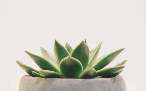 Aesthetic Minimalist Plant Wallpapers Computer - PixelsTalk.