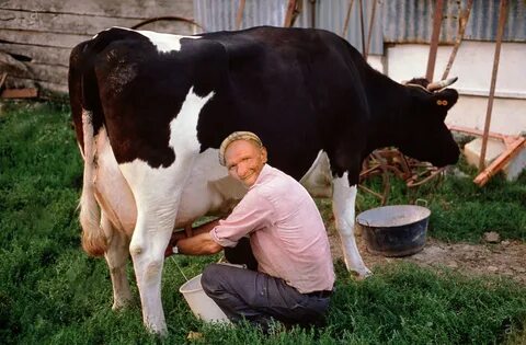 Area Man Trying His Hardest Not To Be Turned On By Milking C