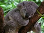 Angry Koala Bear - Angry Wet Koala DocTemplates