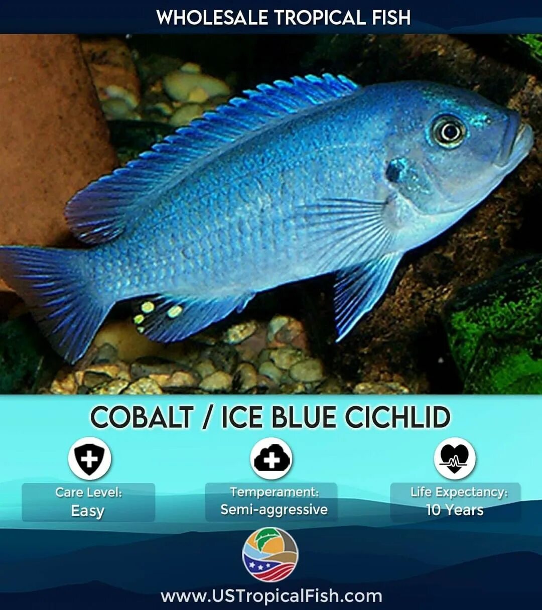 US Tropical Fish в Instagram: "Cobalt / Ice Blue Cichlid or more commo...