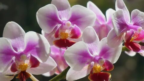 Орхидея и уход в домашних условиях - советы от fiftyflowers.