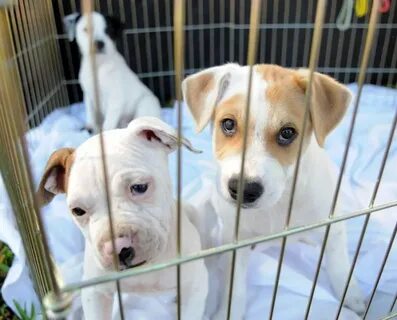Palm Beach County bans dog, cat sales at new pet stores in e
