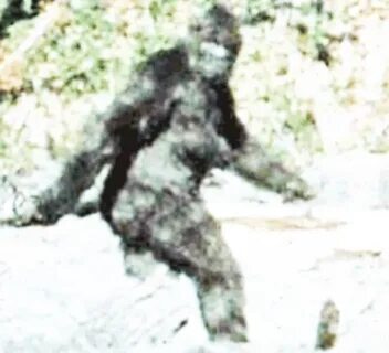 GIF patterson bigfoot sasquatch - GIF animé sur GIFER