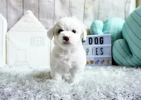 "Maltipoo" Puppies For Sale Orange County, CA #295989