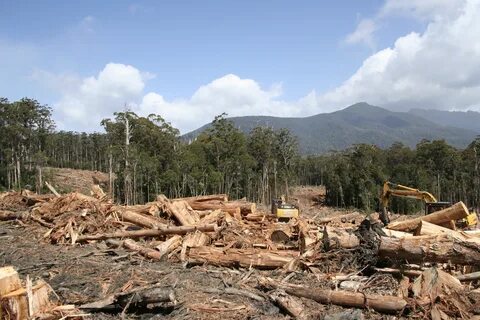 forestry logging 28 images * Boicotpreventiu.org