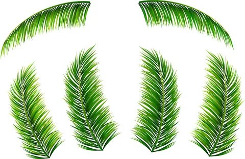 Palm Leaves Png Clip Art Image - Palma Png - (8000x5222) Png