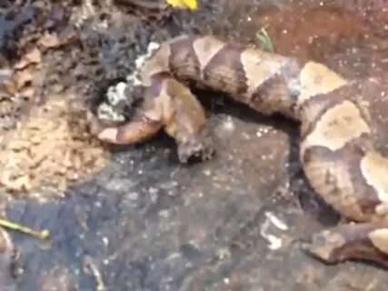 Watch a Decapitated Snake Bite Its Own Body VIDEO
