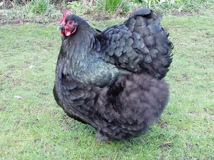 WikiZero - Datei:Orpington chicken 2.jpg