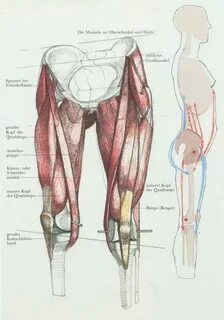 Мои закладки Anatomy sketches, Leg anatomy, Human anatomy dr
