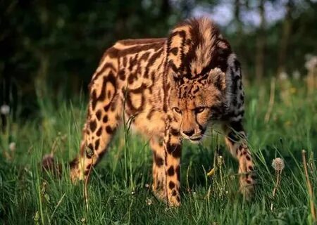 Extremely endangered King Cheetah Rare animals, Big cats, An