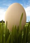 Chicken eggs image egg large plan. images grass № 8120 toran