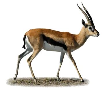 Download Gazelle Clipart HQ PNG Image FreePNGImg