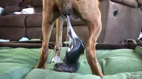 Dog giving birth while standing - YouTube