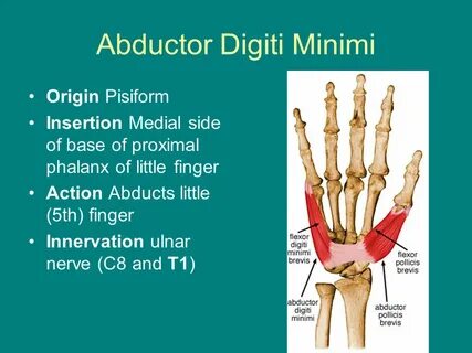 Anatomy of the Hand and Wrist - ppt video online download