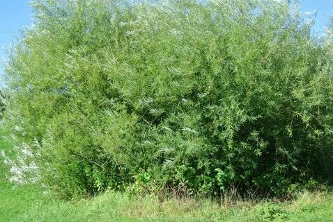 Big green bush under the bright sun free image download