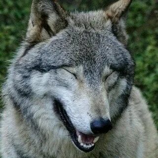 Funny wolf, Wolf pictures, Laughing animals