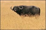 Cape Buffalo Page