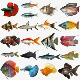 Fish Clipart, Outline Designs And Other Free Printable Color